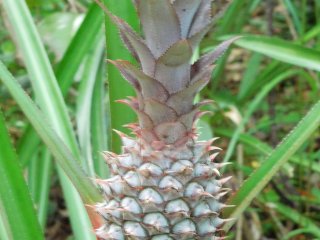 Ananas Guadeloupe
