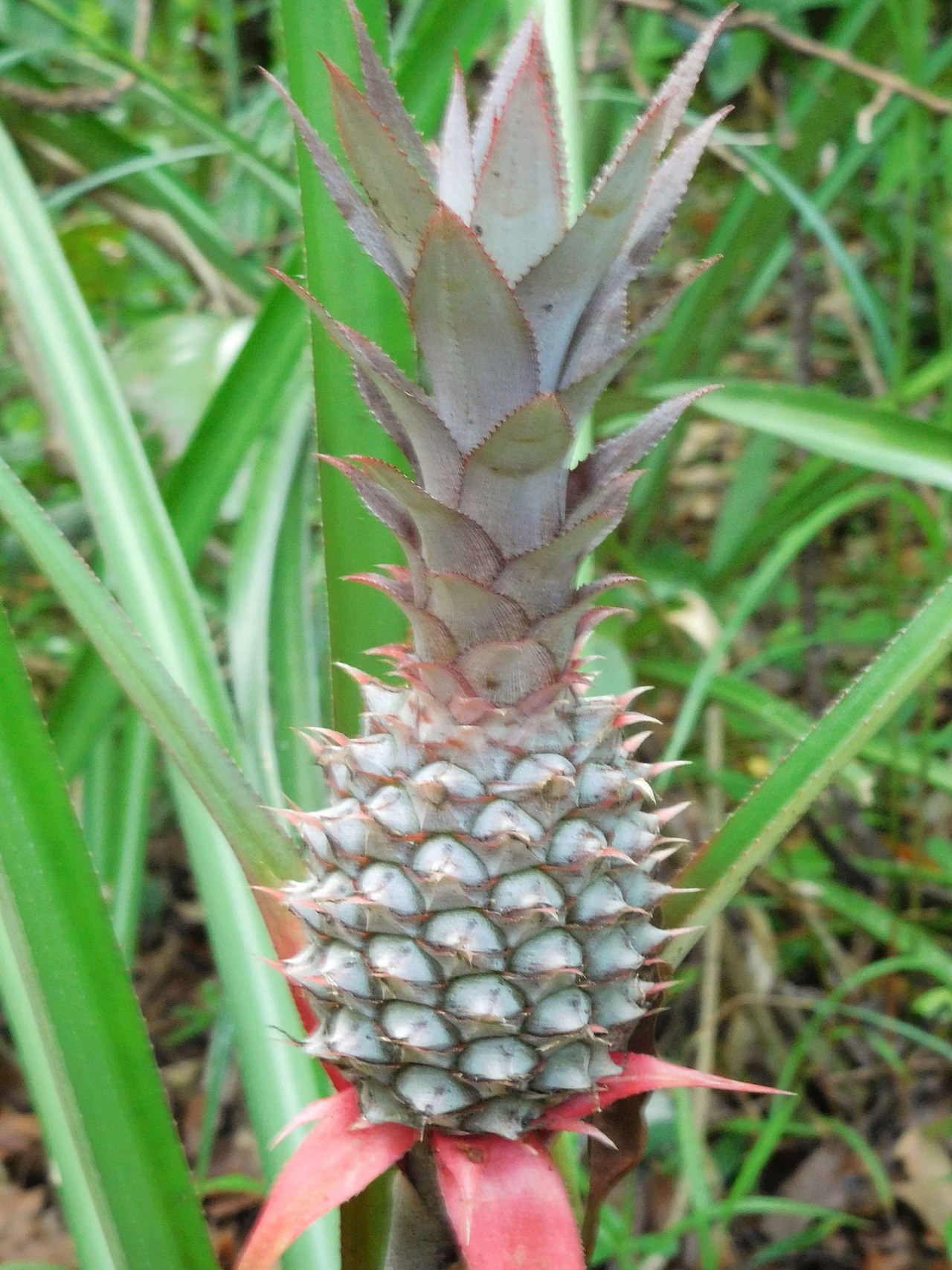 Ananas Guadeloupe