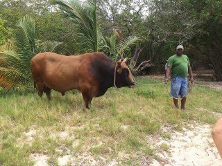 Boeufs tirants Guadeloupe