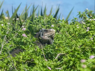 Iguane Guadeloupe