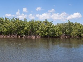 Mangrove Guadeloupe