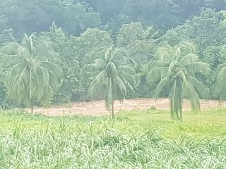 Moustique Guadeloupe