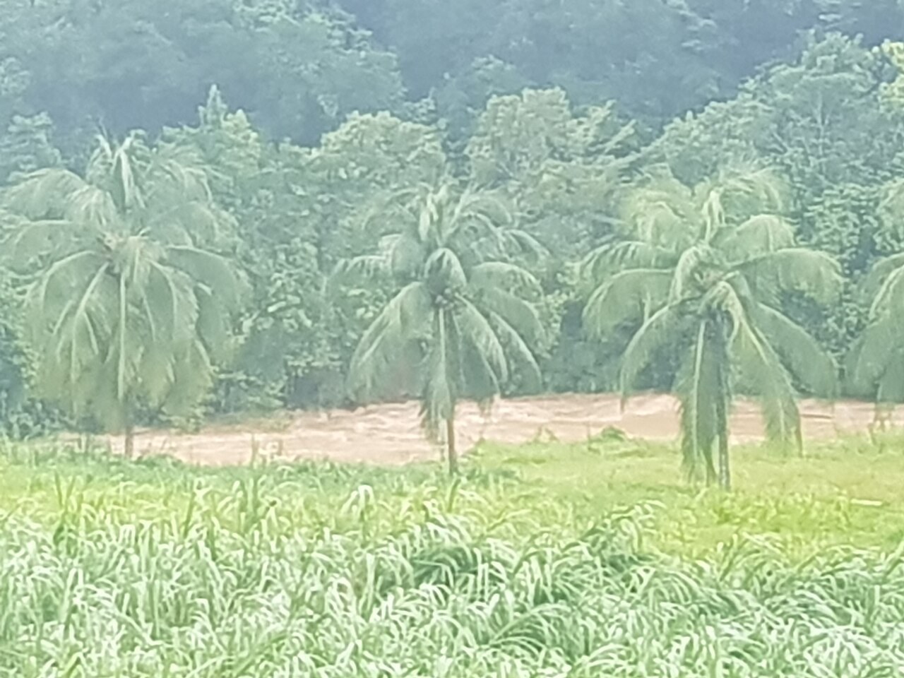 Moustique Guadeloupe