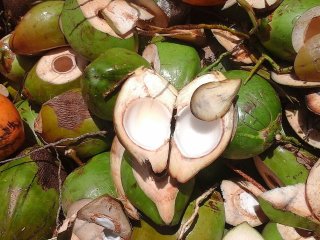 Noix de coco Guadeloupe