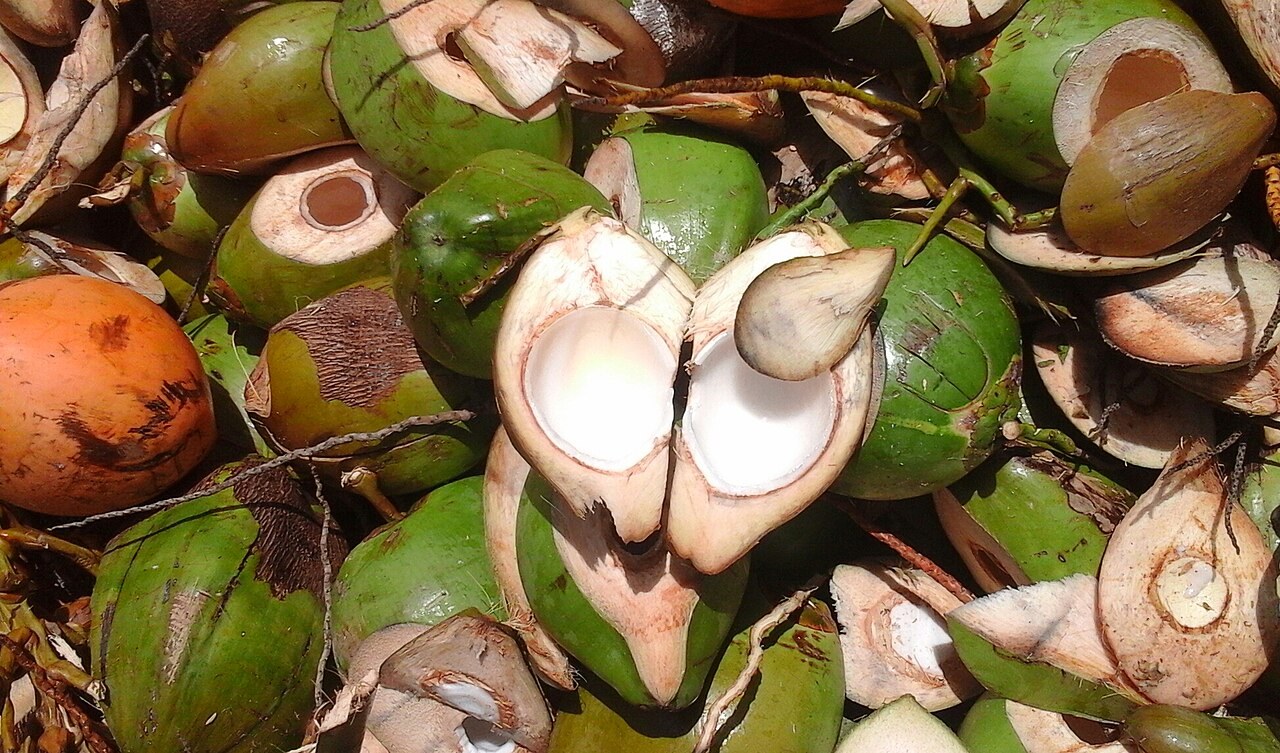 Noix de coco Guadeloupe