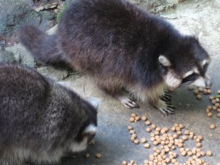 Raton laveur Guadeloupe
