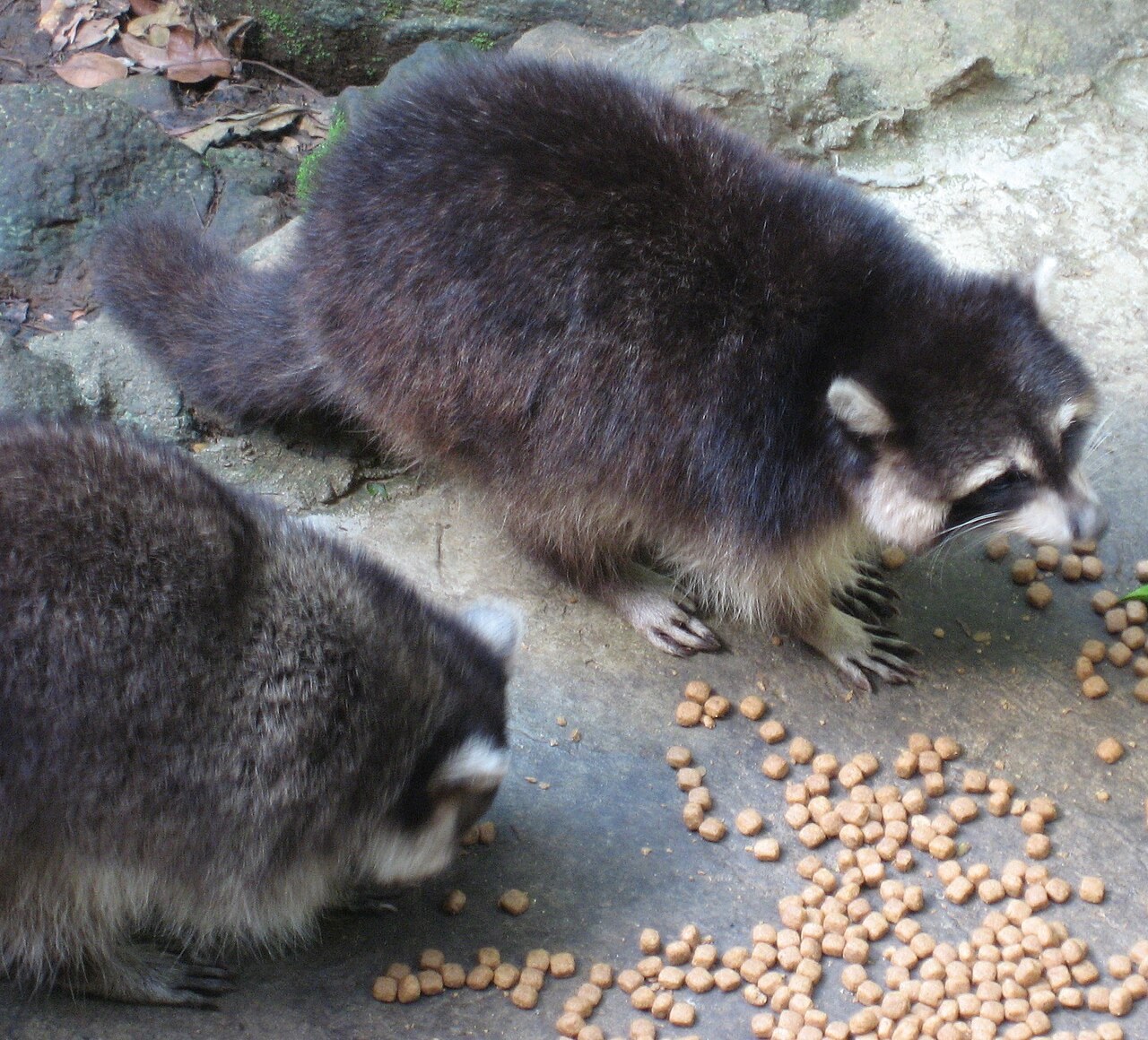 Raton laveur Guadeloupe
