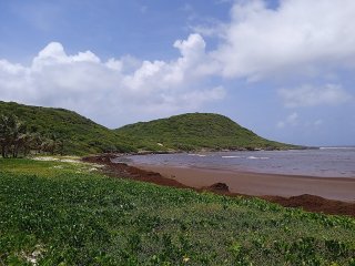 Sargasse Guadeloupe