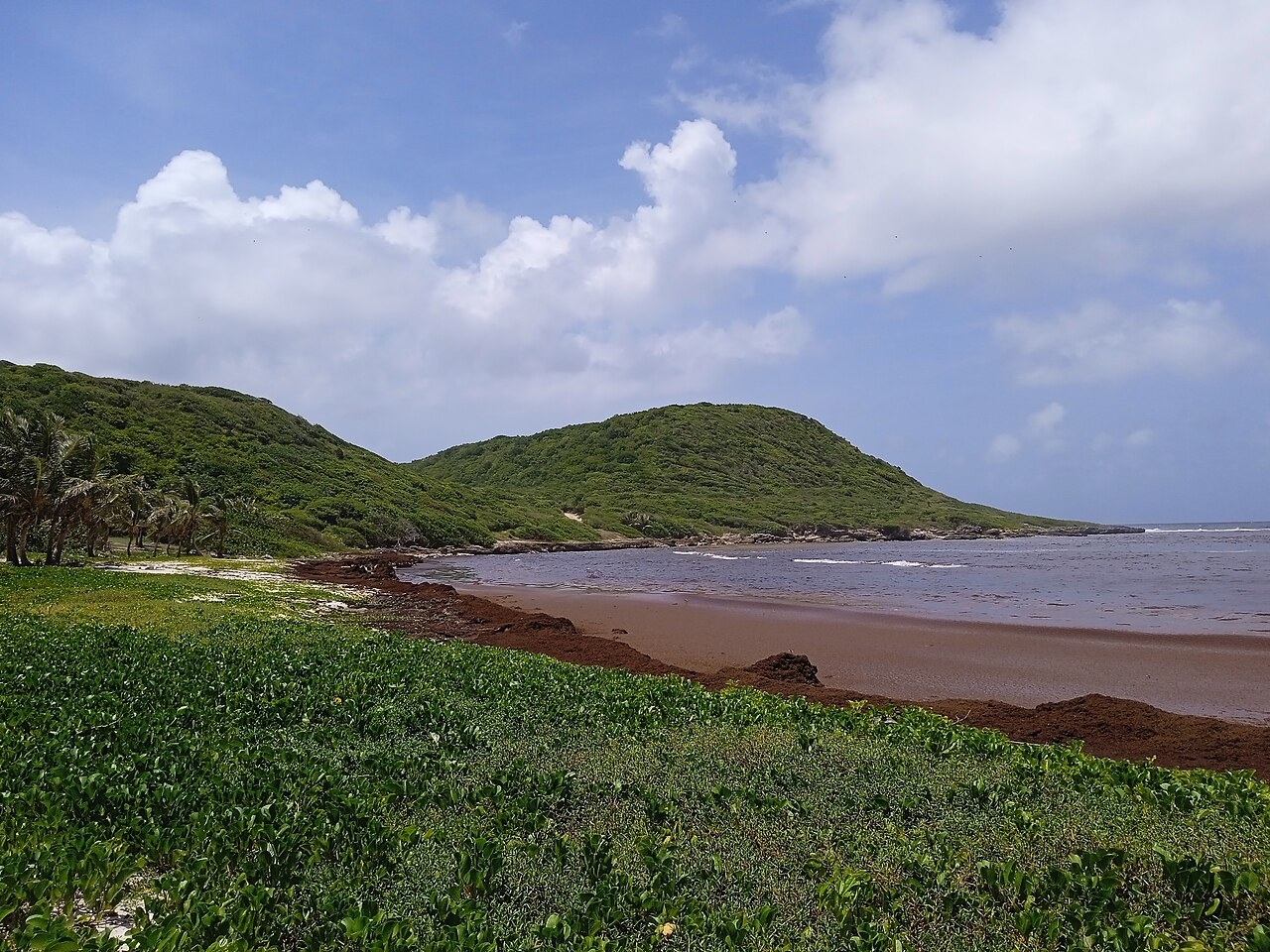 Sargasse Guadeloupe