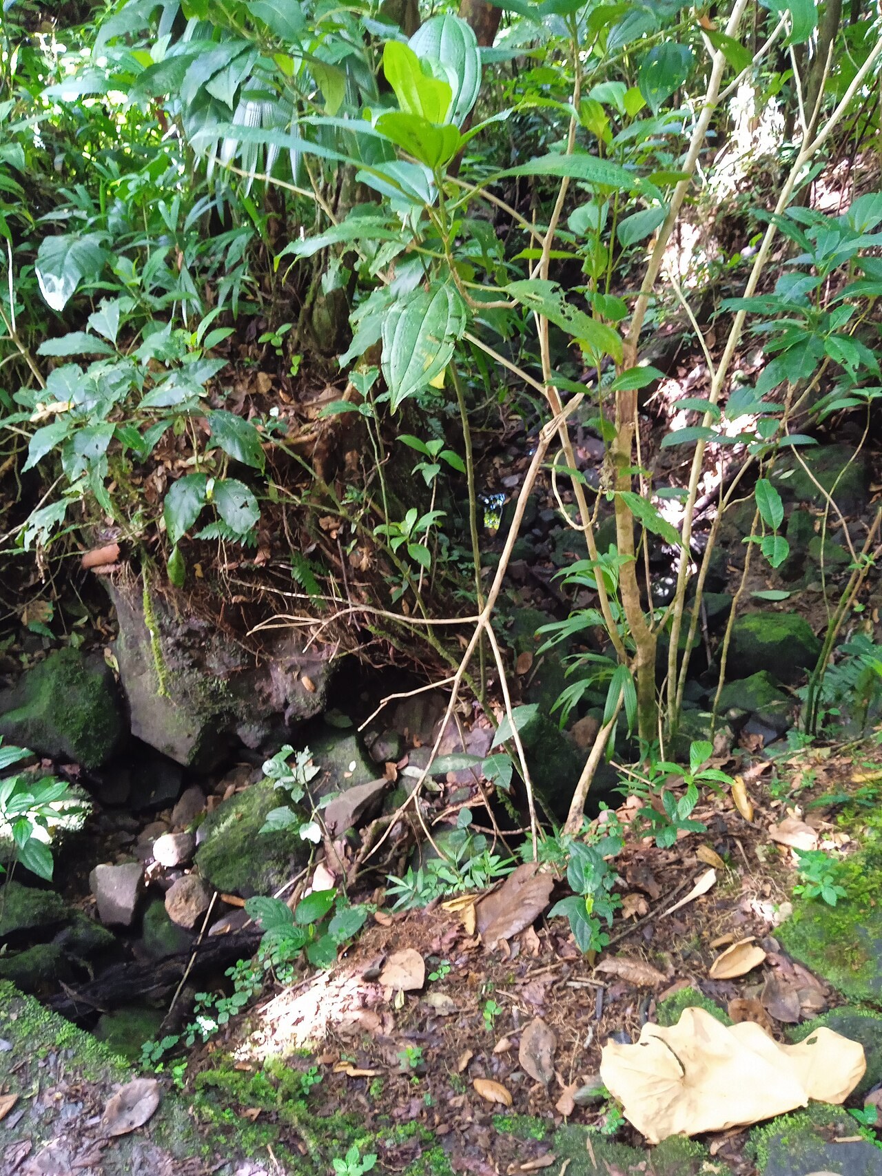 Soufrière Guadeloupe