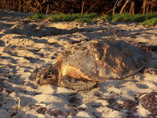 Tortue Guadeloupe