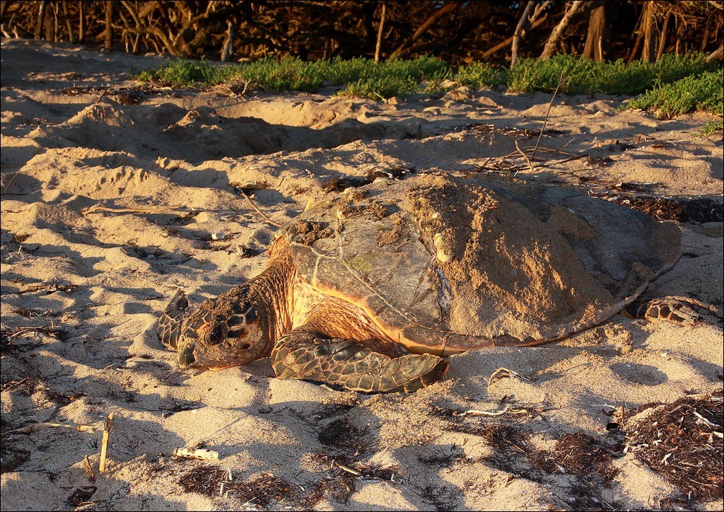 Tortue Guadeloupe