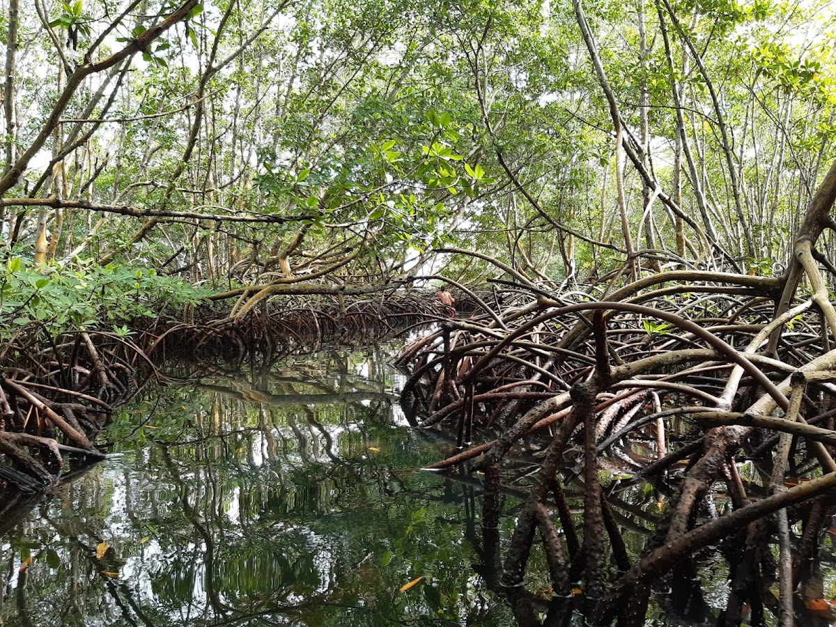 Canoë-Kayak Tam Tam Pagaie Sainte-Rose
