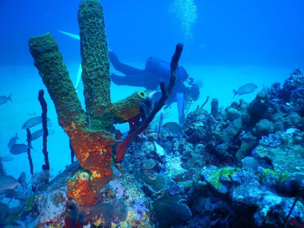 Nautica Plongée Caraïbes