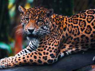 Parcs de Loisirs Zoo de Guadeloupe au Parc des Mamelles