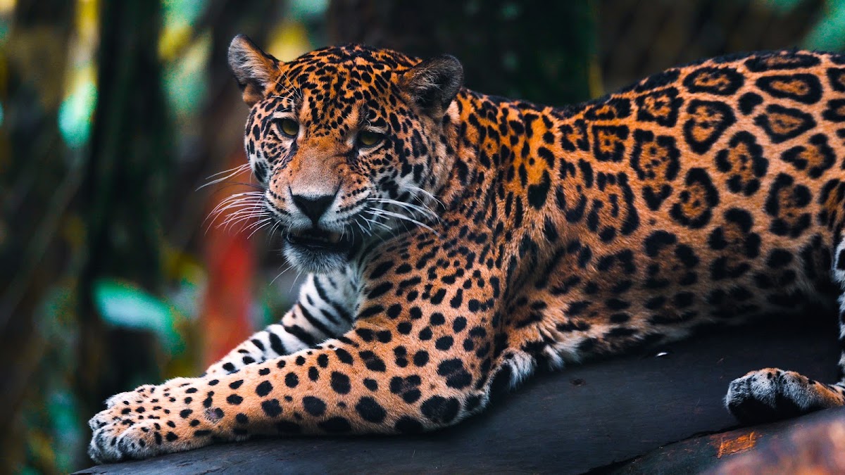 Zoo de Guadeloupe au Parc des Mamelles