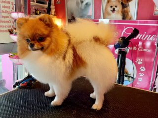 Toilettage Elegance Canine
