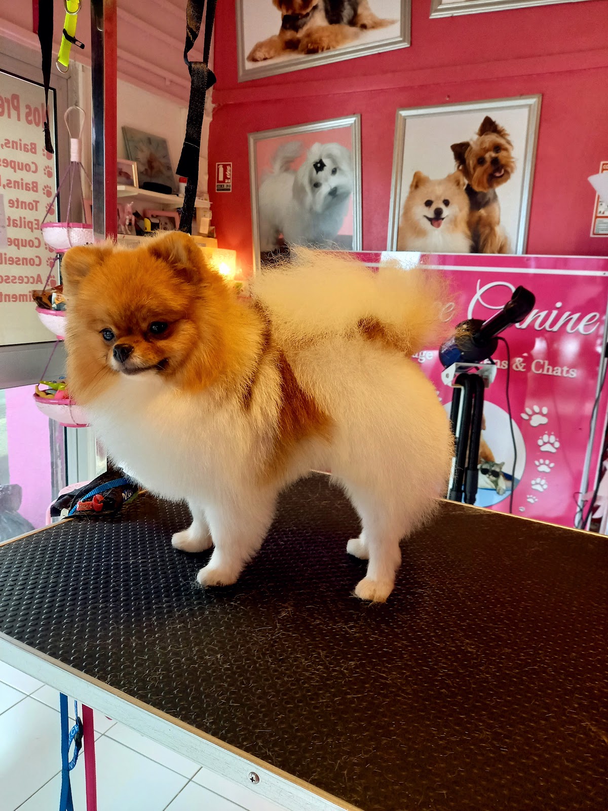 Elegance Canine