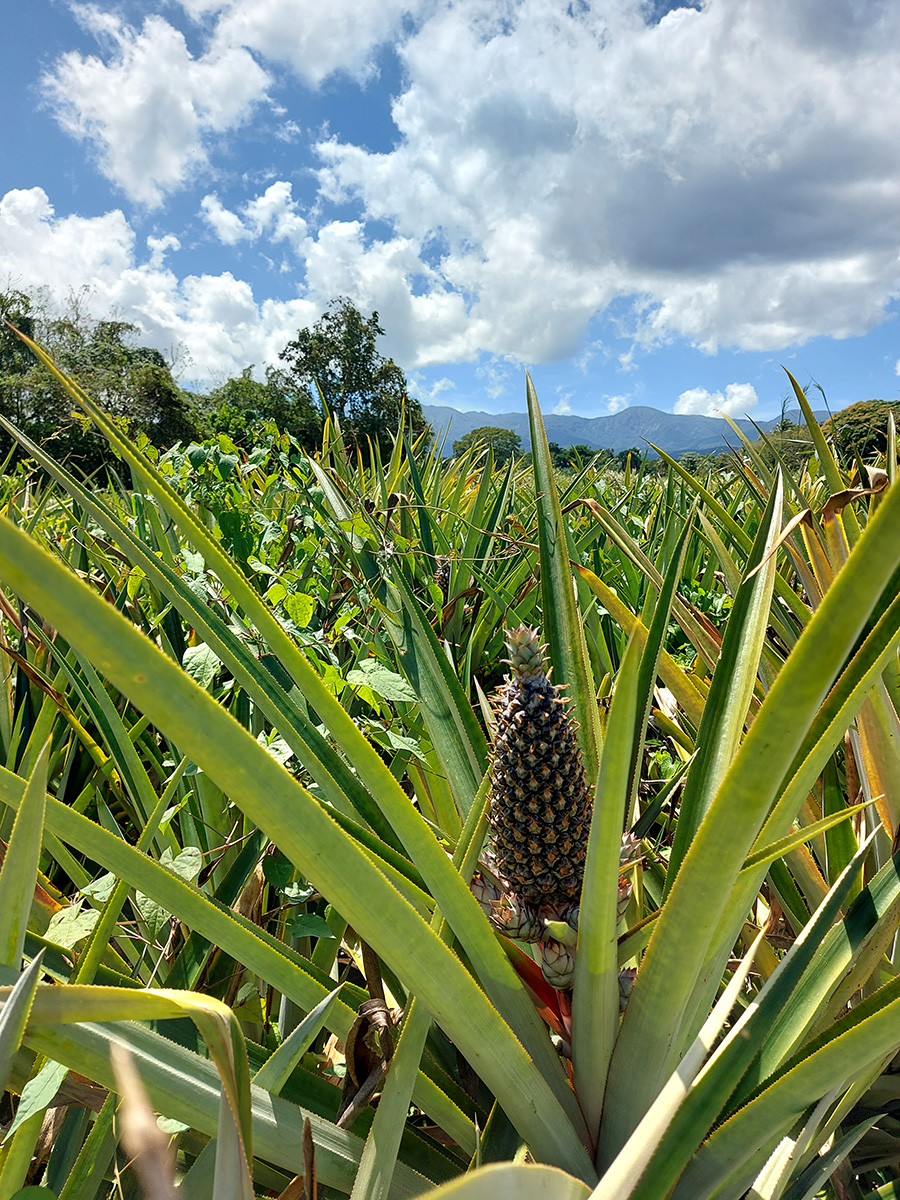 Jardin Creole De Service