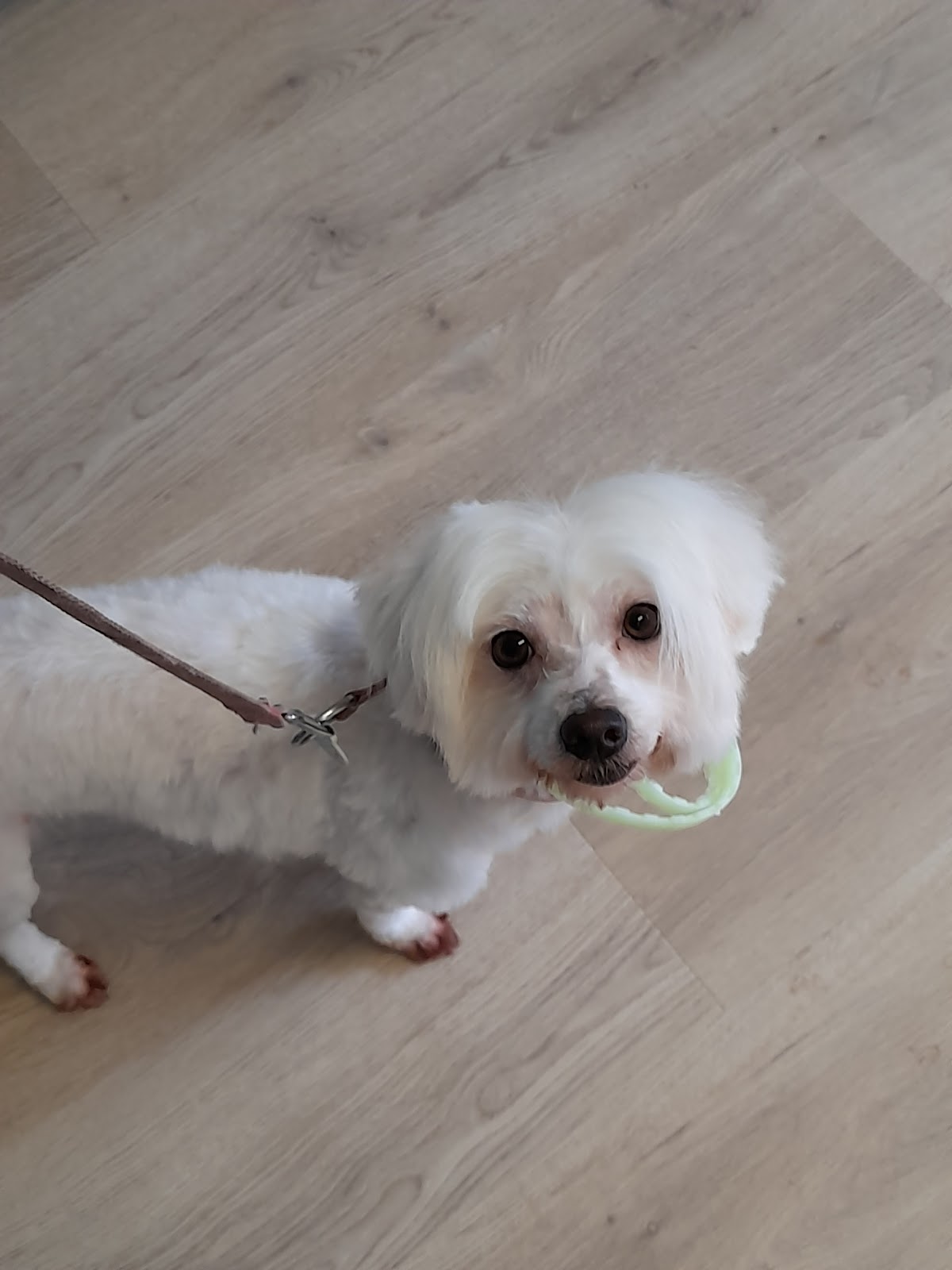 L'Art Canin