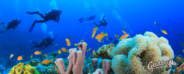 Plongée Guadeloupe